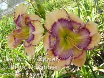 Daylily Colorful Etchings